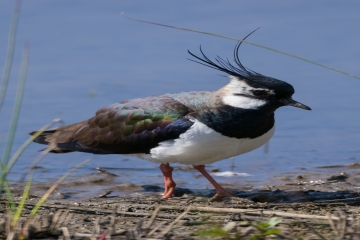 Wildlife Sightings 14/07/2023